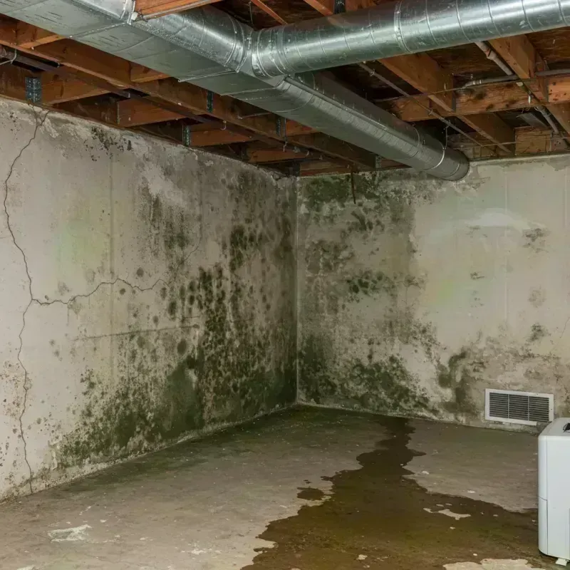 Professional Mold Removal in Wright City, MO